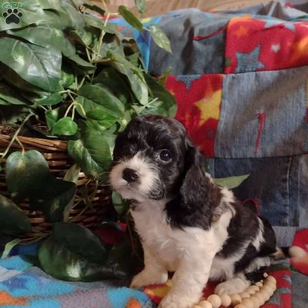 Ike, Cockapoo Puppy